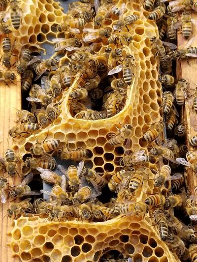 Honey Bees & Honeycomb Infusion Studio